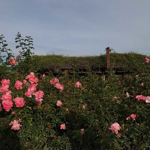 Meet your Posher, Rebeca